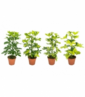 Schefflera
