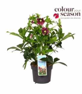 Helleborus