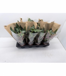 Begonia