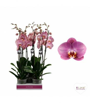 Phalaenopsis