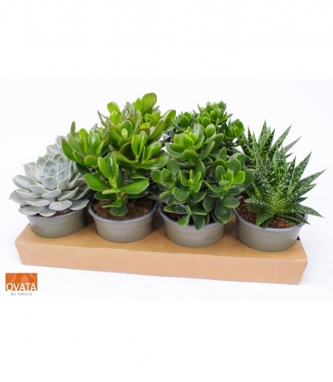 succulents