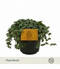Pilea