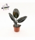 Ficus