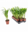 Dypsis