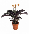 Calathea