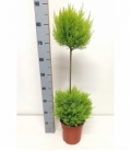 Cupressus