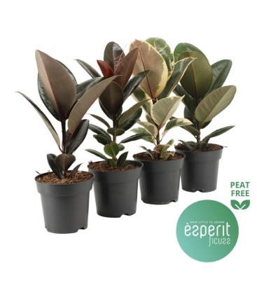 Ficus
