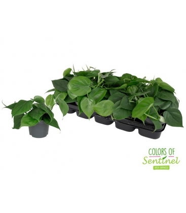 Philodendron