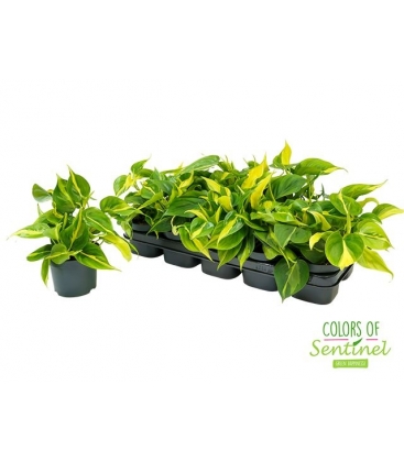 Philodendron