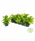 Philodendron