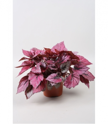Begonia