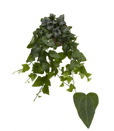 Hedera