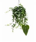 Hedera