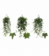 Hedera