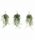 Hedera
