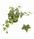 Hedera
