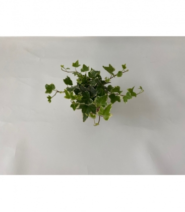 Hedera