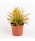 Drosera