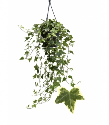 Hedera
