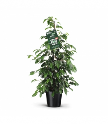 Ficus