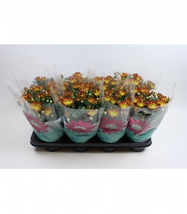 Chrysanthemum
