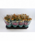Chrysanthemum