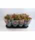 Chrysanthemum