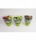 Chrysanthemum