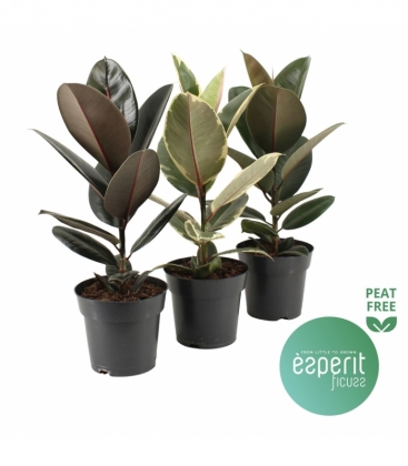 Ficus