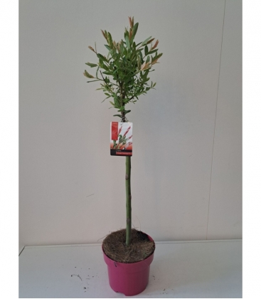 Salix