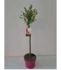 Salix