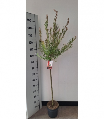 Salix