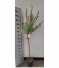 Salix