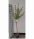 Salix
