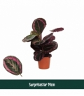 Calathea
