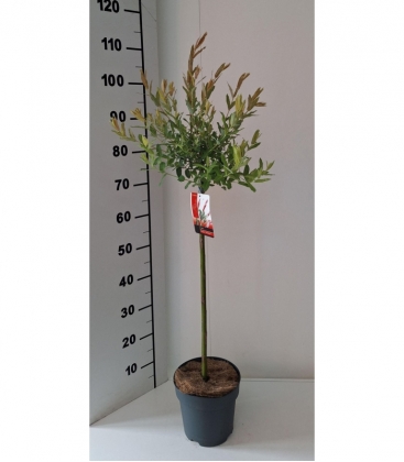 Salix