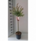 Salix