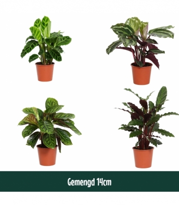 Calathea
