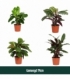 Calathea