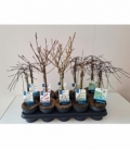 Salix