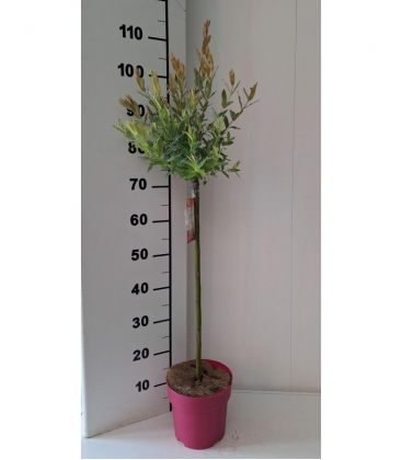 Salix