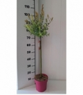 Salix
