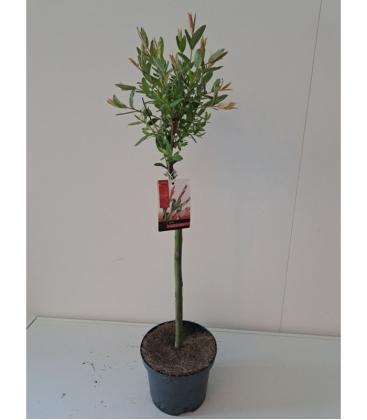 Salix