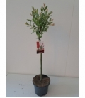Salix