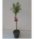 Salix