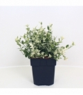 Euonymus