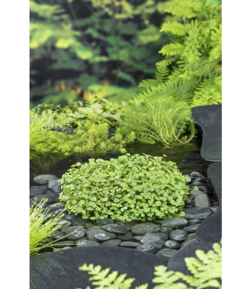 Hydrocotyle