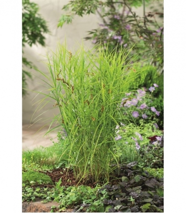 Carex