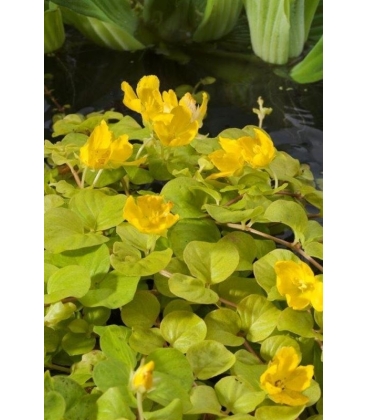 Lysimachia
