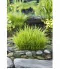 Eleocharis
